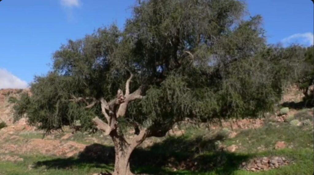 Нефтяное дерево